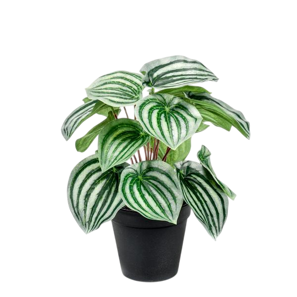 Kunstplant - Peperomia Argyreia - Watermelon -25 cm