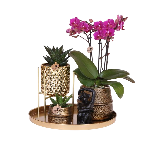 Gift set Hotel Chic| Plantenset met paarse Phalaenopsis Orchidee en Succulenten incl. keramieken sierpotten