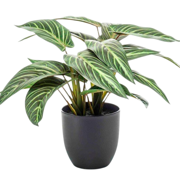 Kunstplant - Calathea Zebrina - Schaduwplant - 38 cm