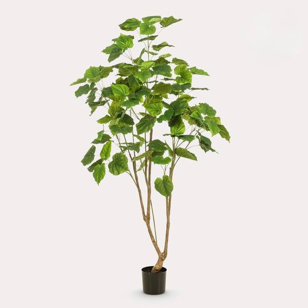 Kunstplant - Ficus umbellate - Afrikaanse vijg - 180cm