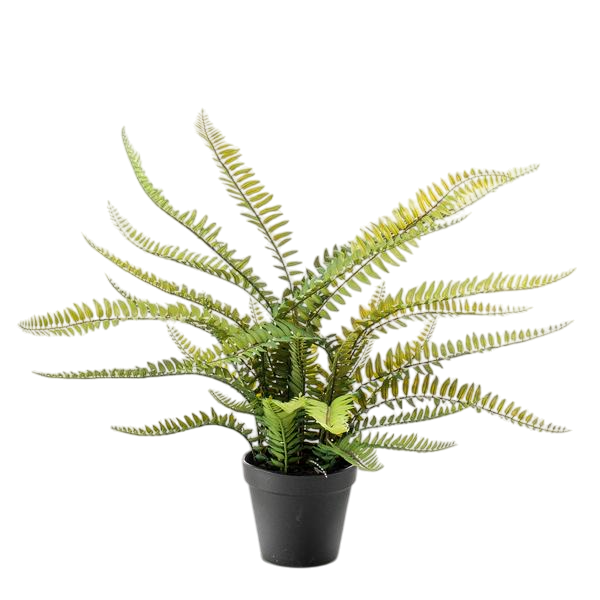 Kunstplant - Nephrolepis Exaltata - Bostonvaren - 55 cm