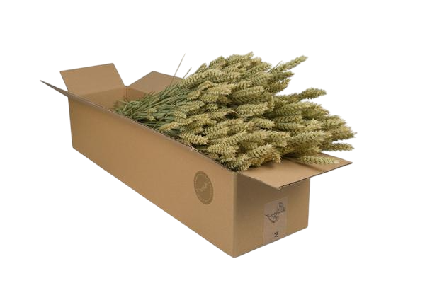 Droogbloemen - Tarwe (Triticum) - Natural - 4 bosjes - ↕60cm