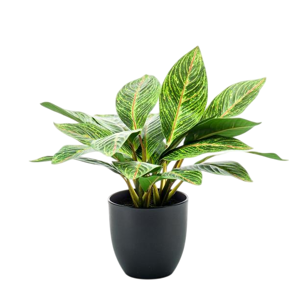 Kunstplant - Croton Codiaeum - Wonderstruik - 38 cm