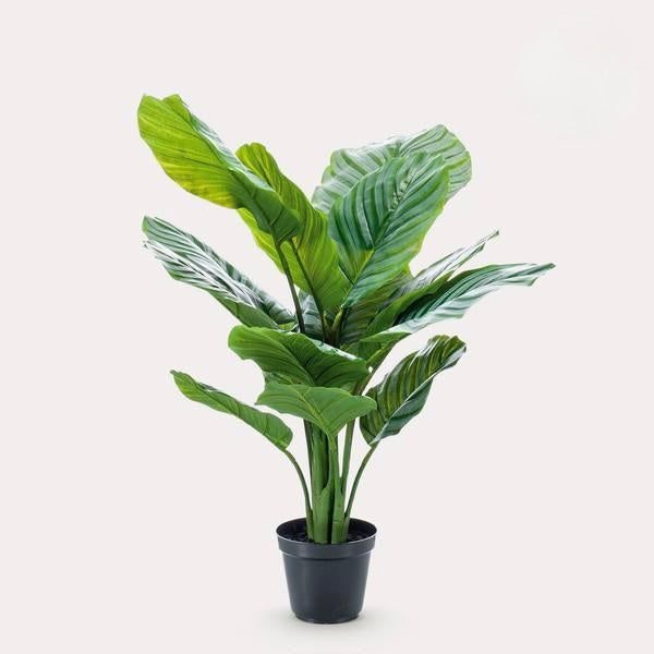 Kunstplant - Calathea Orbifolia - Schaduwplant - 60 cm