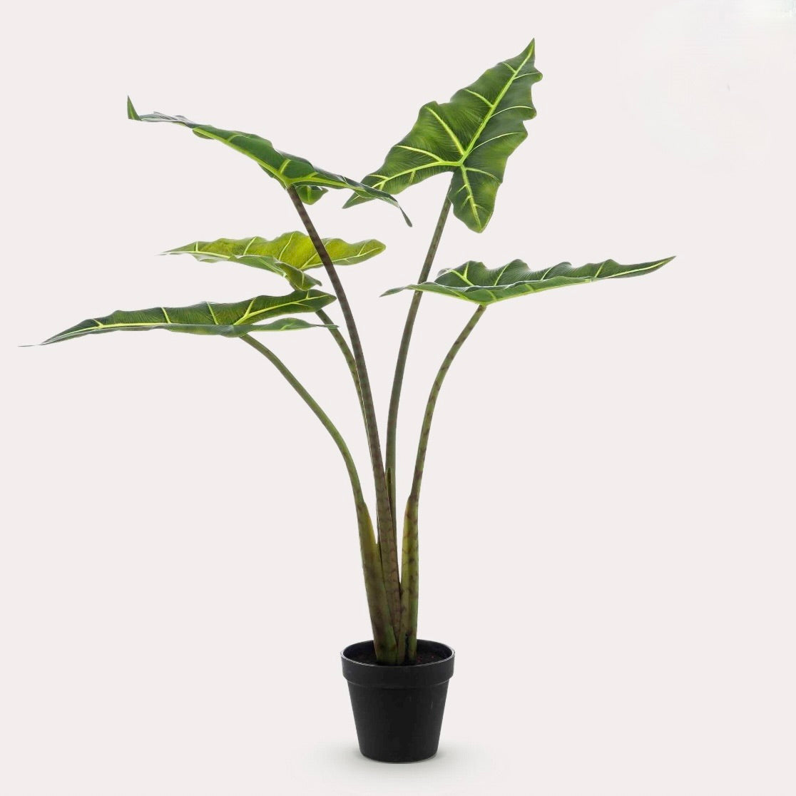 Kunstplant - Alocasia Frydek - Olifantsoor - 80 cm