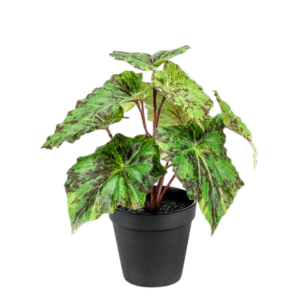 Kunstplant - Begonia Rex - Bladbegonia - 25 cm