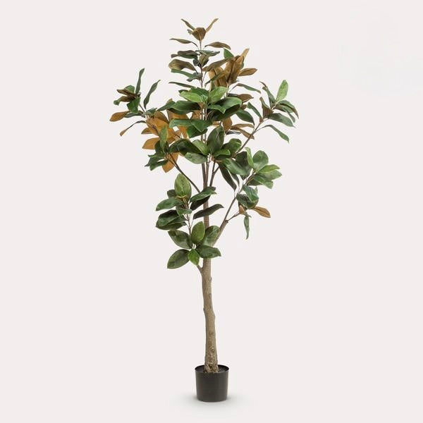 Kunstplant - Magnolia Grandiflora - 180 cm