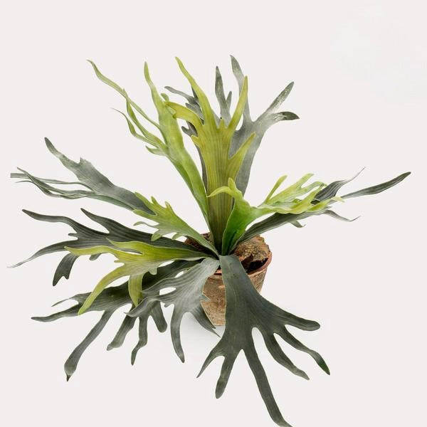 Kunstplant - Staghorn Fern - Hertshoorn - 50 cm