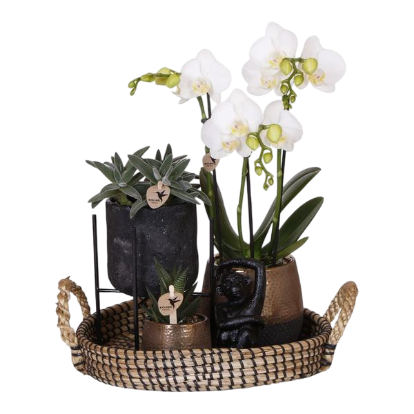 Gift set Home Hub | Plantenset met Phalaenopsis Orchidee en Succulenten incl. keramieken sierpotten