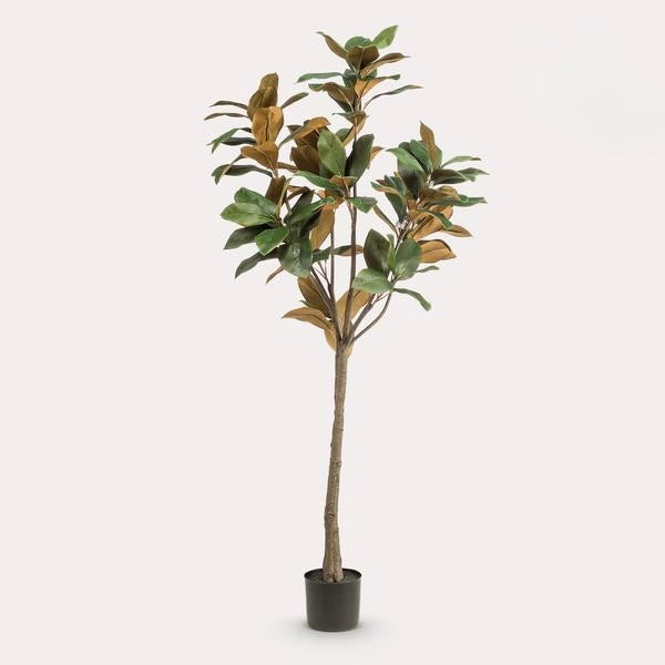 Kunstplant - Magnolia Grandiflora  - 150 cm