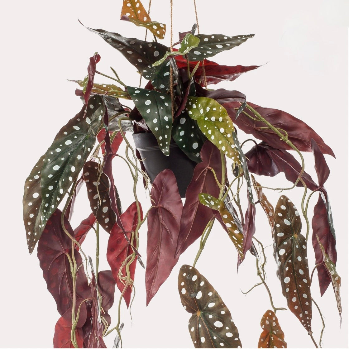 Kunstplant - Begonia Maculata - Stippenbegonia - 80 cm