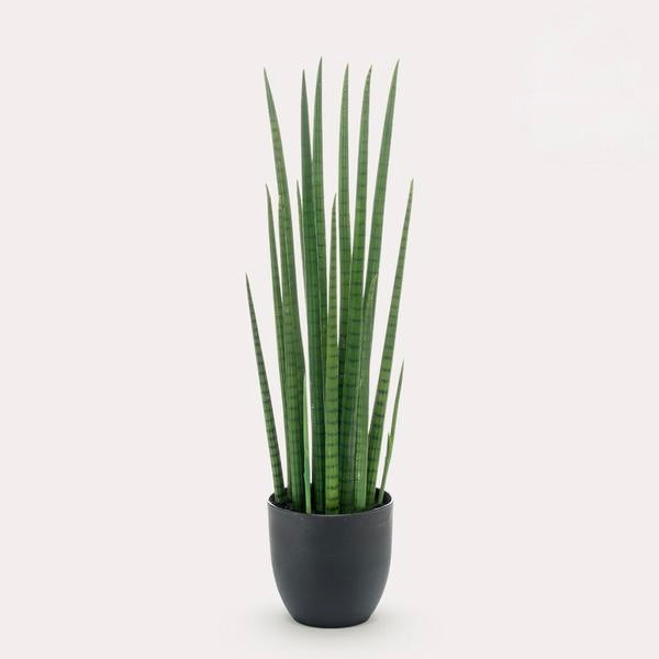 Kunstplant - Sanseveria Cylindrica - Vrouwentong - 70 cm