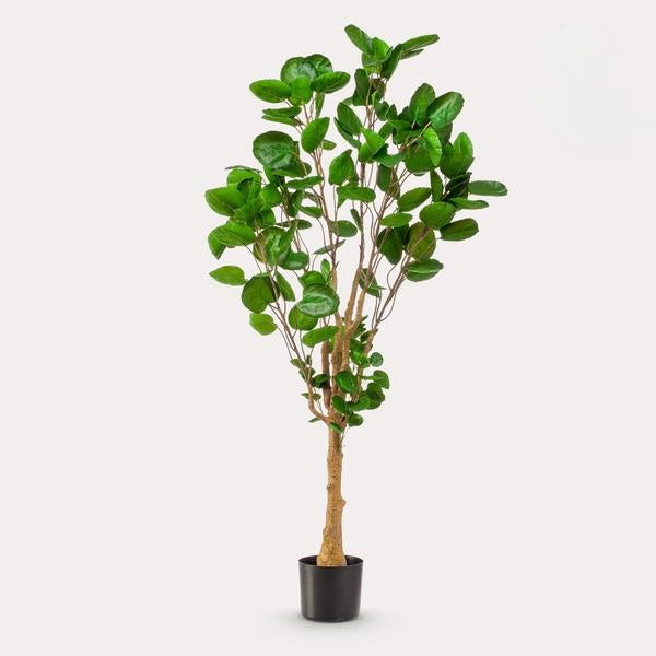 Kunstplant - Polyscias - Aralia - 150 cm