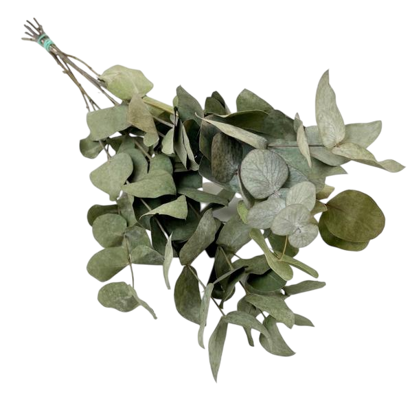 Droogbloemen - Eucalyptus Cinerea - 6 bosjes - ↕50cm