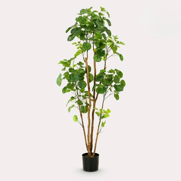 Kunstplant - Polyscias - Aralia - 160 cm