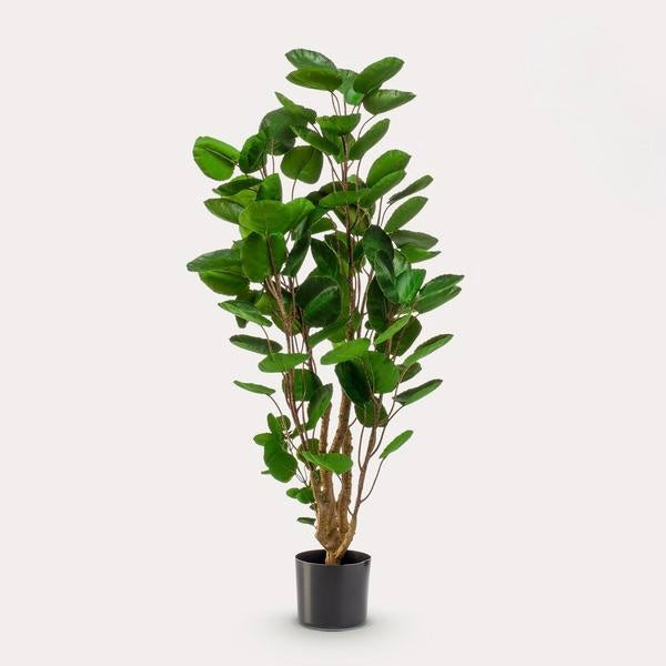 Kunstplant - Polyscias - Aralia - 105 cm