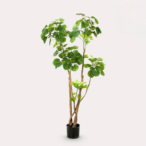 Kunstplant - Polyscias - Aralia - 140 cm