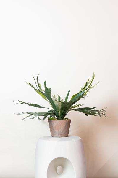 Kunstplant - Staghorn Fern - Hertshoorn - 50 cm