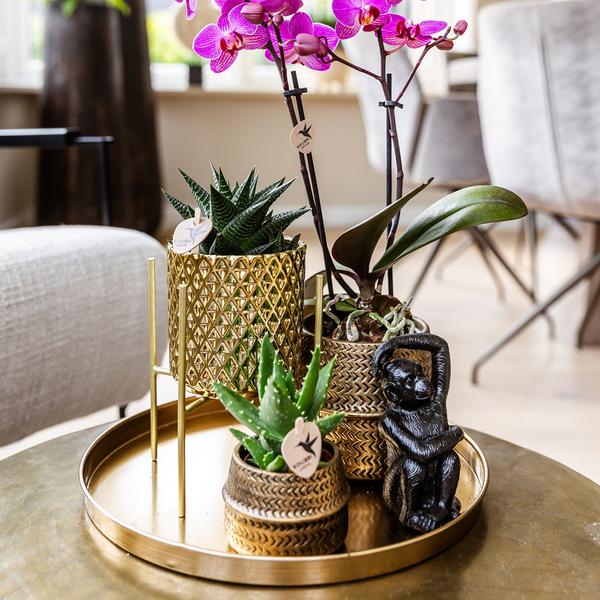 Gift set Hotel Chic| Plantenset met paarse Phalaenopsis Orchidee en Succulenten incl. keramieken sierpotten