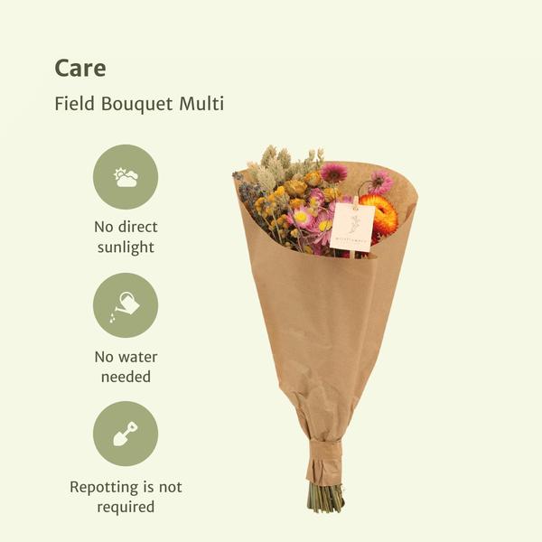 6xField Bouquet Multi - Droogboeket - 60cm - ¯25