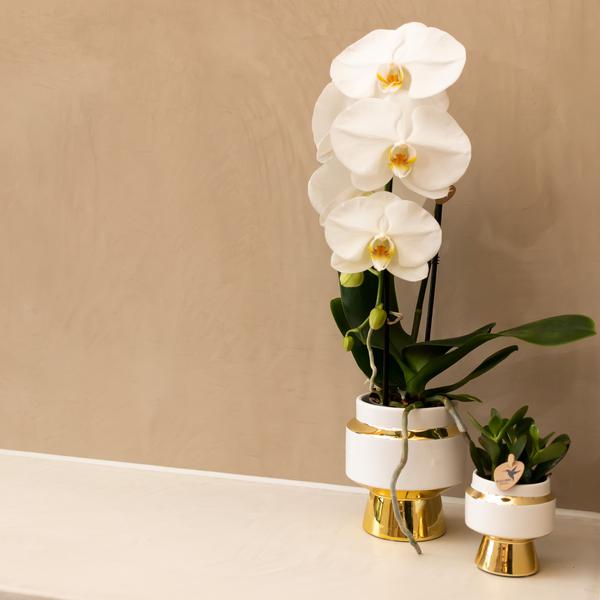 Le Chic bloempot - Witte keramieken sierpot met gouden details - ¯6cm