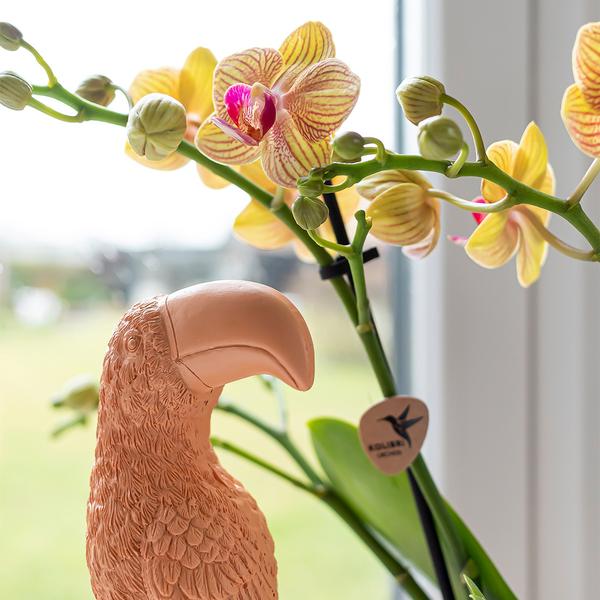 Ornament - Decoratie beeld Toucan - Peach