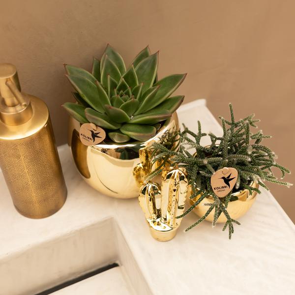 Ornament - Decoratie beeld Cactus - Gold